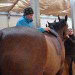 Stall Rustorp - sadelutprovning