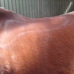 Stall Rustorp - sadelutprovning