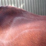 Stall Rustorp - sadelutprovning