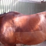 Stall Rustorp - sadelutprovning